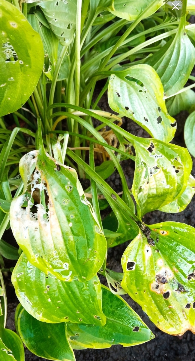 Тиара в том году 