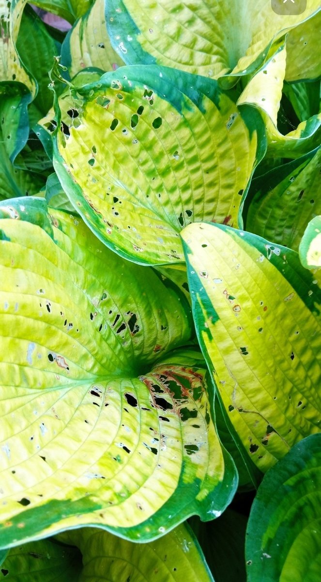 Голд Стандарт в том году 