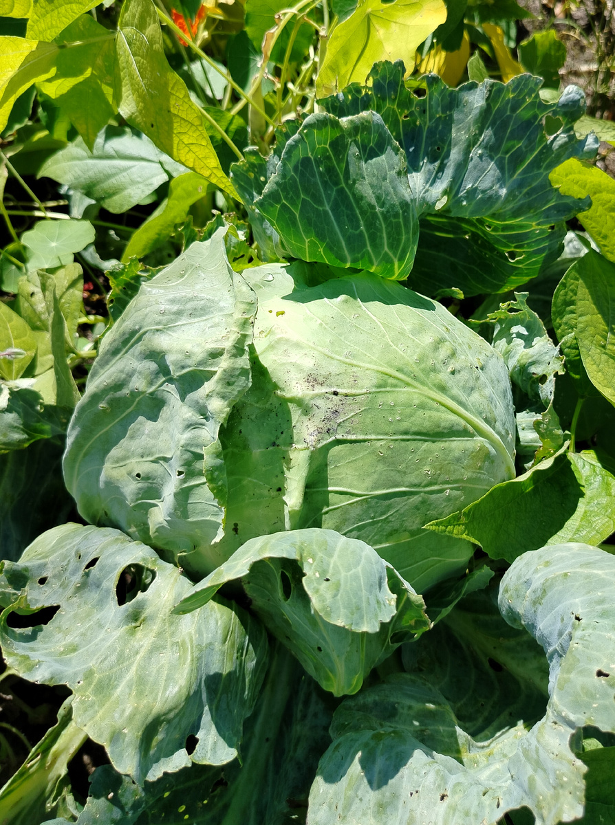 Вот такой симпатичный кочан