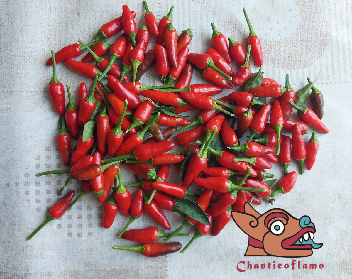 Zimbabwe Bird peppers