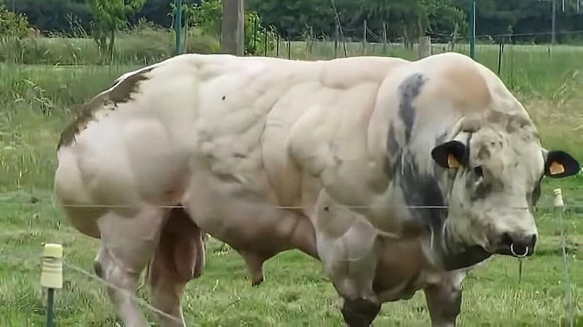 Погнали в зал, покажу тебе пару техник