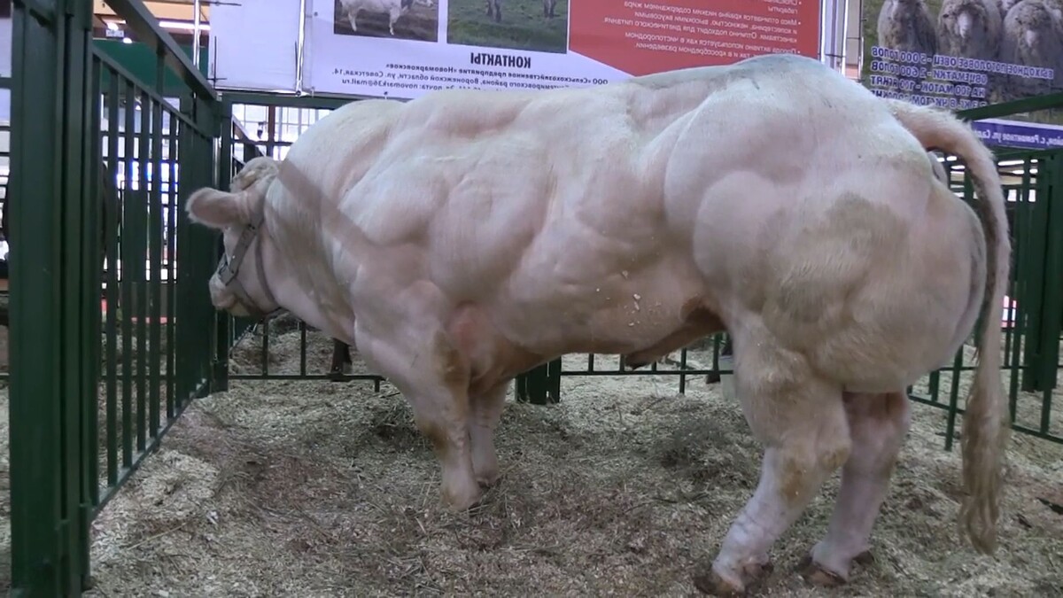 Сухой, как сухарь. Бурёнки, держите себя в руках