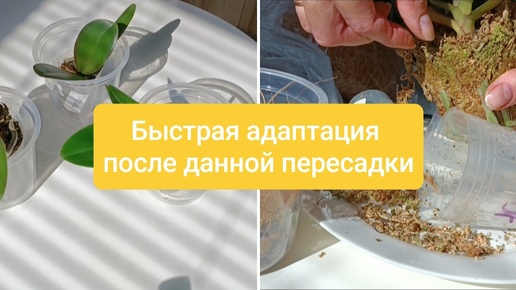 Пересадка АЗИАТСКИХ ОРХИДЕЙ для НАРАЩИВАНИЯ новых КОРНЕЙ👍👍👍 БЫСТРАЯ АДАПТАЦИЯ✅