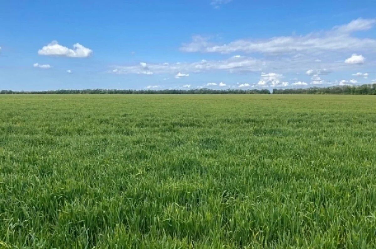    В РФ за время майских заморозков погибло более 1,1 млн гектаров посевов