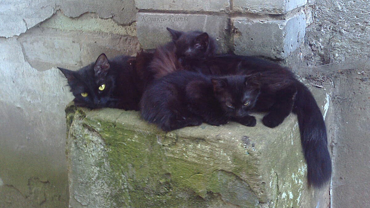 Не чёрных котов надо бояться, а черноты в своей душе. 