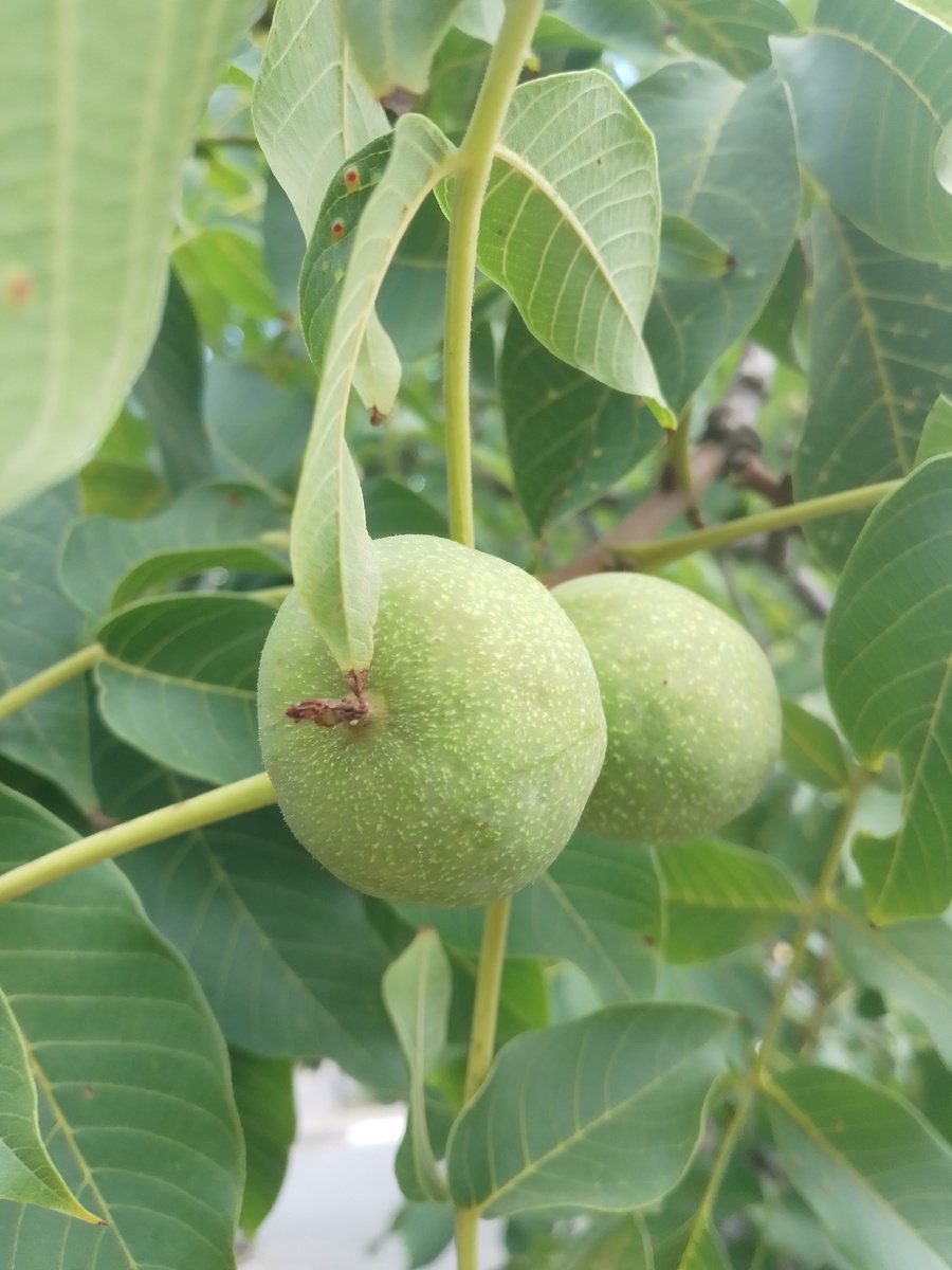 грецкий орех ещё не поспел.