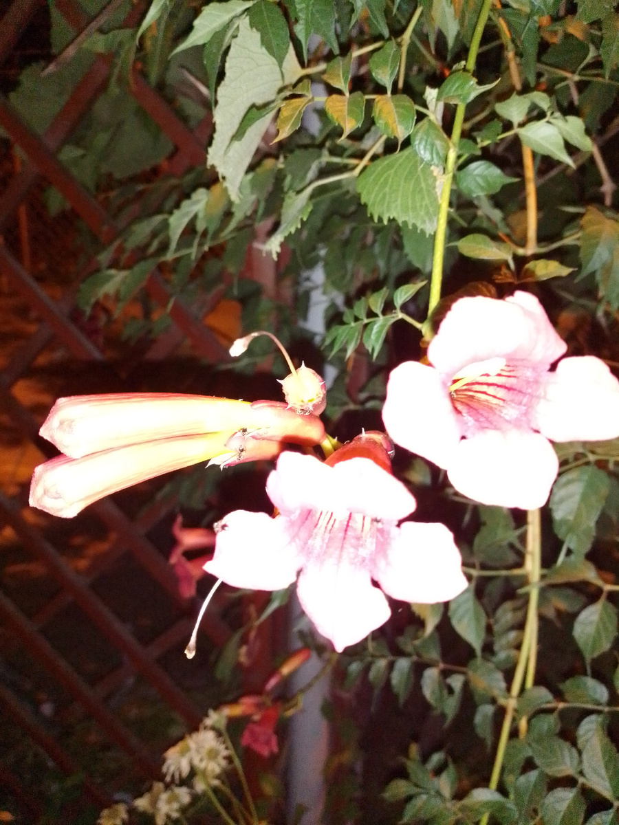 Кампсис цветёт долго, до холодов, месяца два.