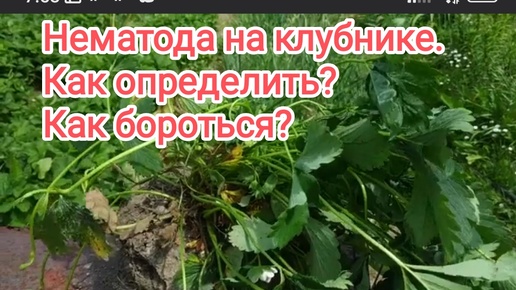 У клубники сморщенные листья, куст отстает в росте - Нематода на клубнике.