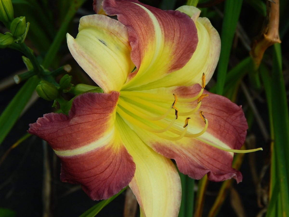 Лилейник Hemerocallis