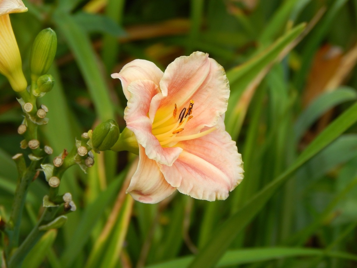 Лилейник Hemerocallis