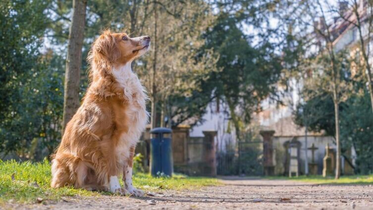    Как живут бездомные собаки-доставаки? Фото: pixabay.com