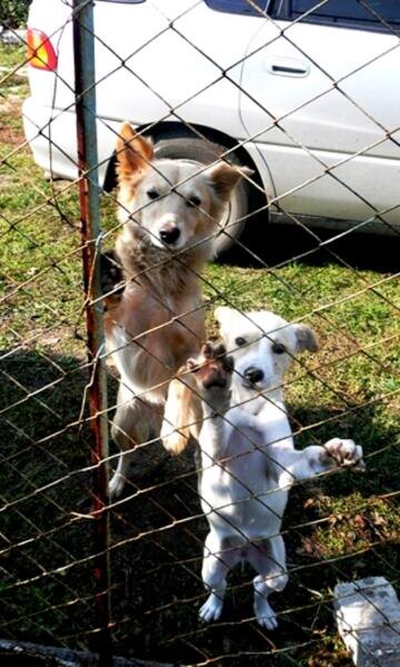    Лисичка и её дочка Цуца Фото: Вадим Гарин, личный архив