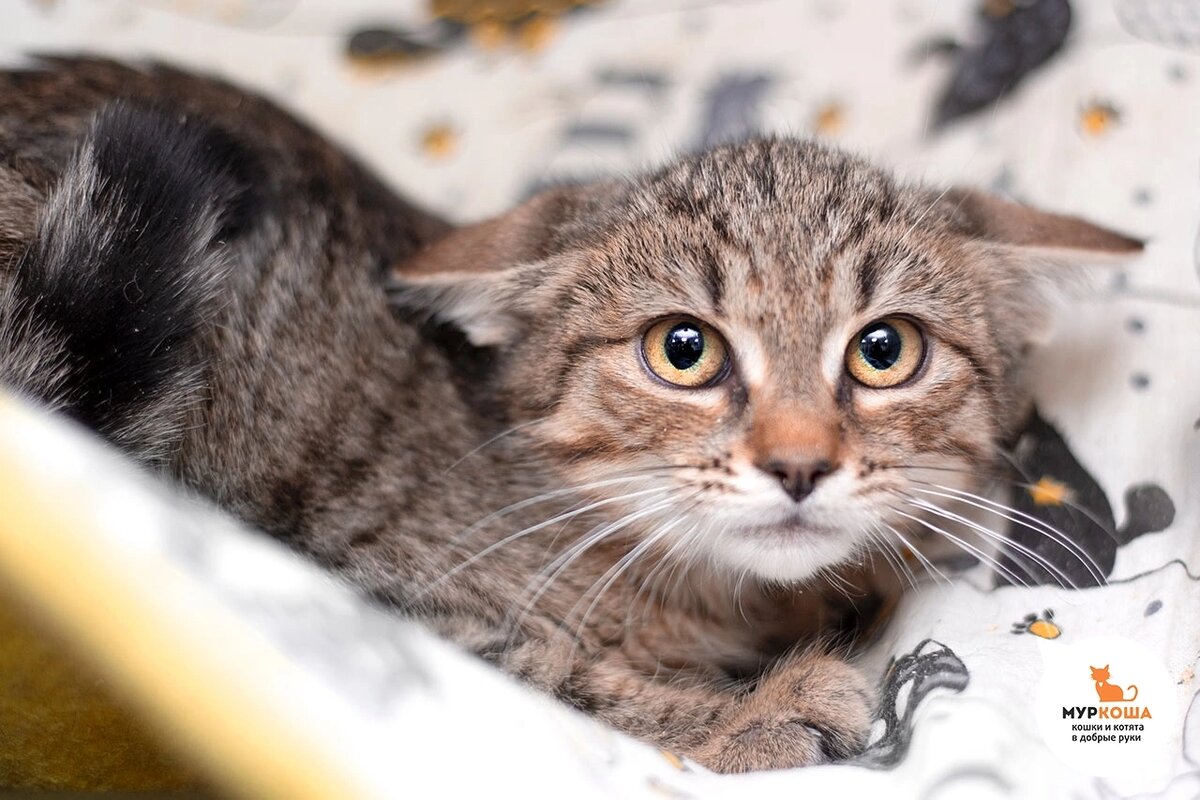 Наргиза нашли в кустах у подъезда.