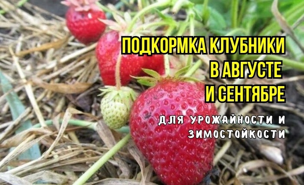 Про клубнику: 3 подкормки в августе, начале сентября - чтобы больше было цветоносов и ягод - и зимует клубника лучше, не подмерзает