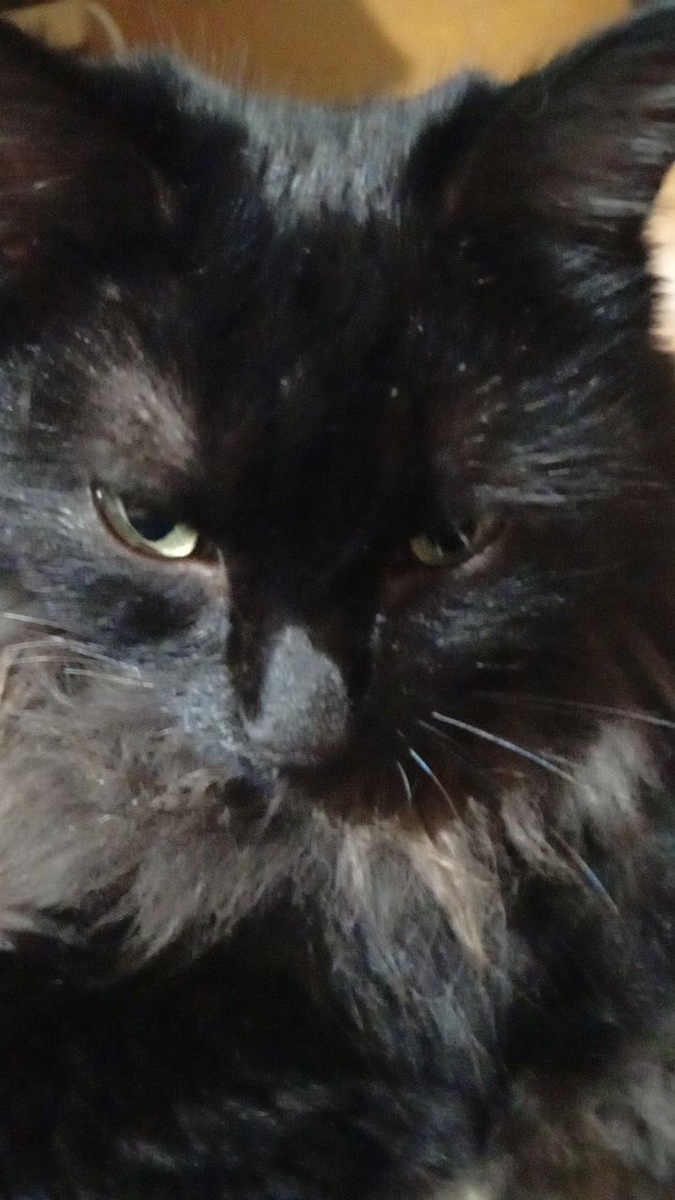 Фото автора. Наша красоточка