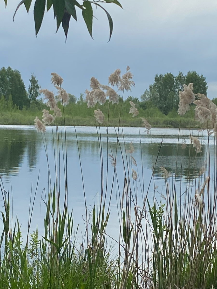 Лохин остров