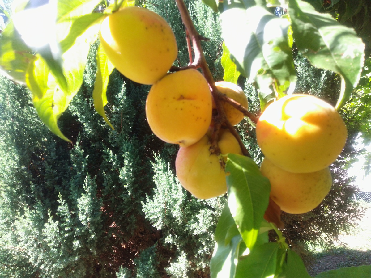 Персики созрели!