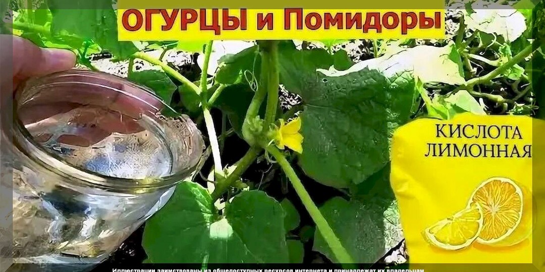 Подкормки томатов и огурцов во время плодоношения: как смешивать подкормки, чтобы элементы питание не конфликтовали друг с другом