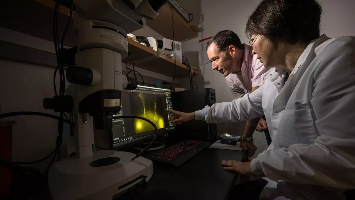     Источник: rochester.edu