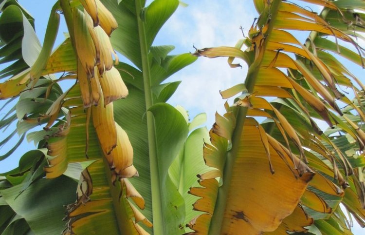    Второй банановый апокалипсис еще можно остановить при помощи науки