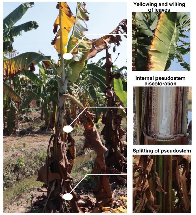     Второй банановый апокалипсис еще можно остановить при помощи науки
