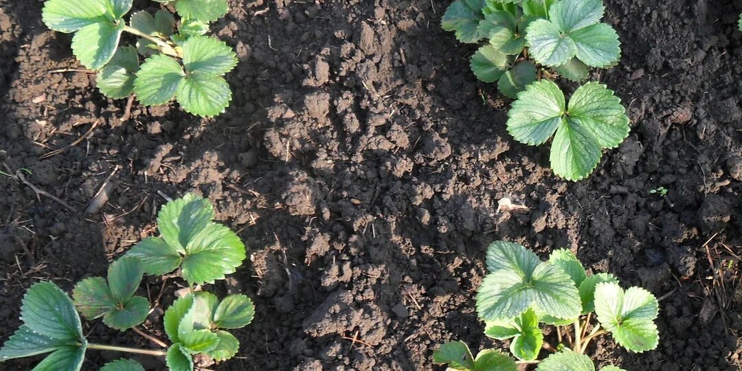 Посадка клубники в августе: пошаговая инструкция и фото