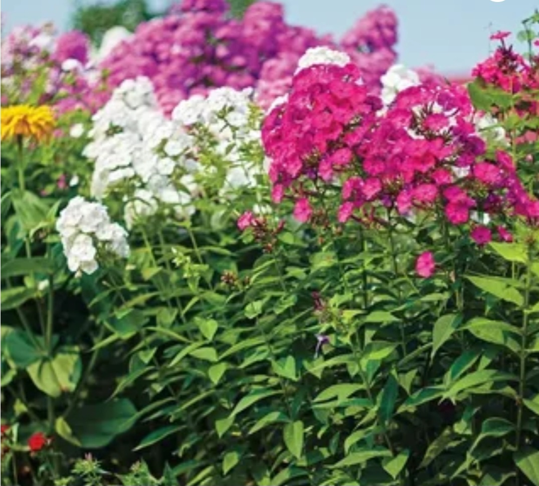 Флоксы сладко пахнут