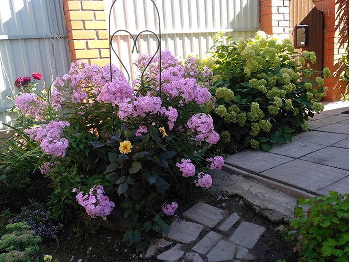 Теперь флокс на переднем плане