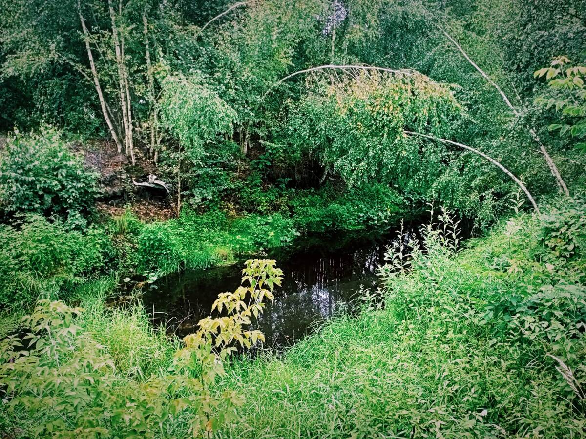 Всегда хотела пруд.