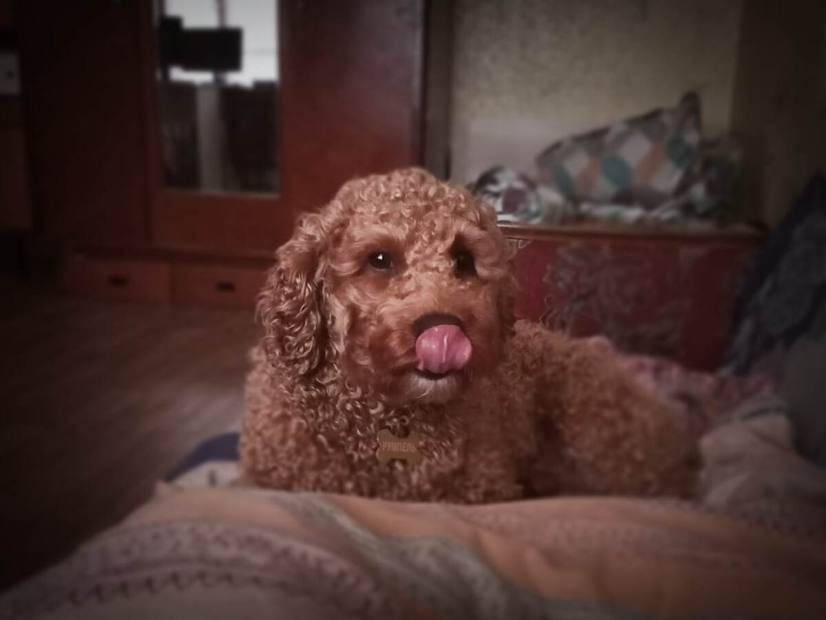 Румпель: - А я могу до носа достать. 