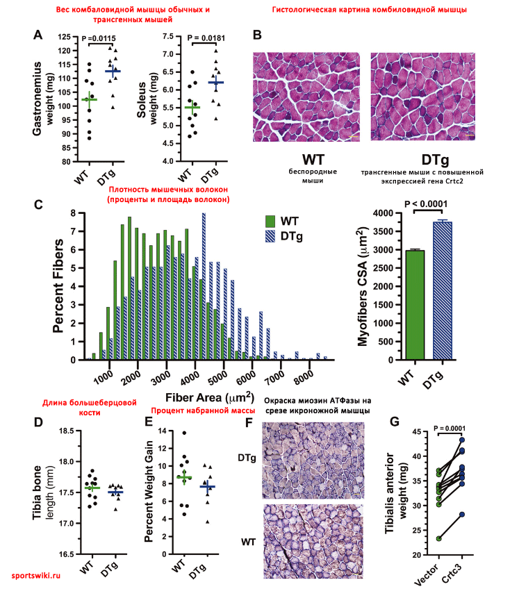 Механизм анаболического действия кленбутерола через экспрессию гена СRTC2