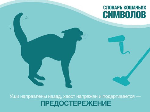 Источник - https://www.purinaone.ru/cat/articles/behavior-guide/50-interesnyh-faktov-o-kotah