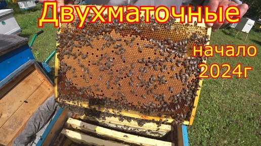 ДВУХМАТОЧНЫЕ! начало! 2024 год