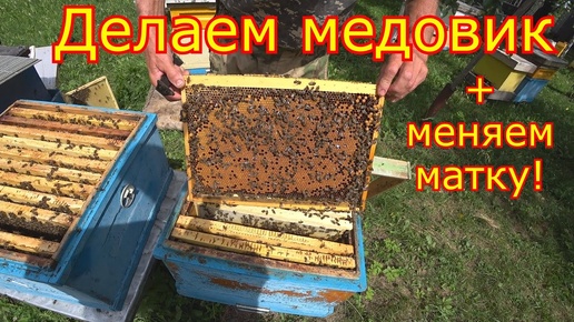 ДЕЛАЕМ МЕДОВИК!!! + замена матки на медосборе!!!