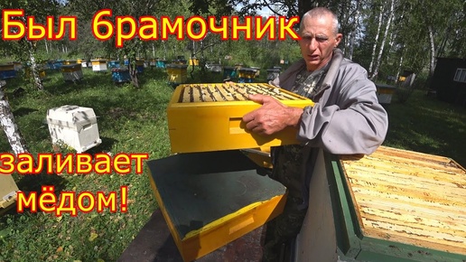 ШЕСТИРАМОЧНИК ЗАЛИВАЕТ МЁДОМ!!! Карника на МЕДОСБОРЕ!