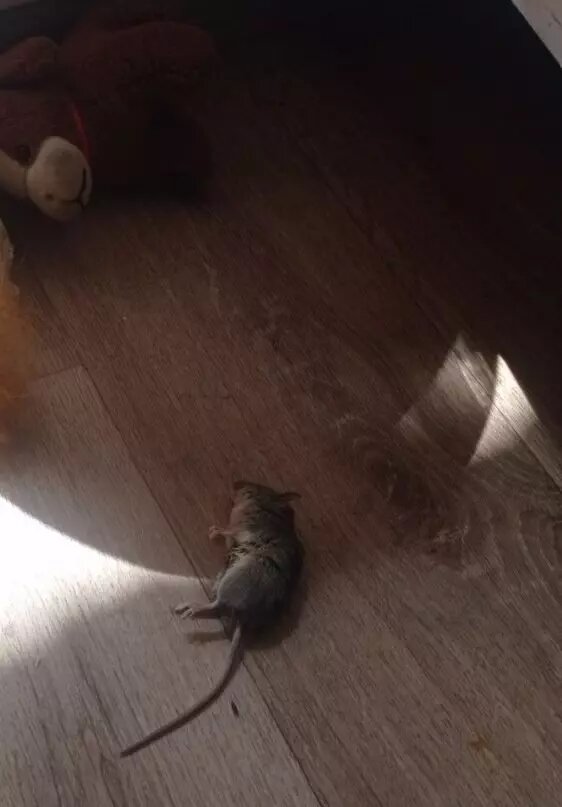     Источник: 2 ГИС