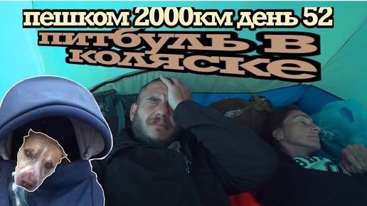 ПЕШКОМ 2000км ДЕНЬ 52 | ПИТБУЛЬ В ДЕТСКОЙ КОЛЯСКЕ