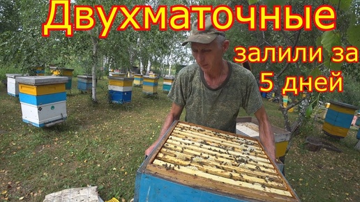 ДВУХМАТОЧНЫЕ! ЗАЛИЛИ5 ДНЕЙ!!! Карника на медосборе в СИБИРИ