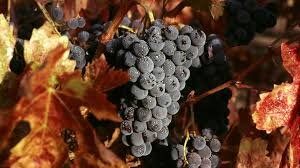 Виноград - Zinfandel