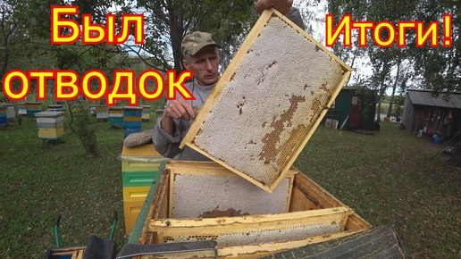 КАРНИКА был ОТВОДОК! Сколько принёс мёда!!! ИТОГИ!