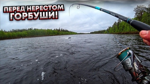 Что ТВОРИТ эта рыба!!! СЕМГА перед нерестом ГОРБУШИ / ВОЛШЕБНЫЙ мир Кольского