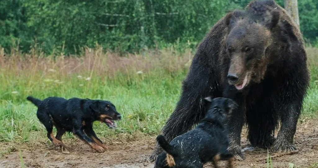 Ягдтерьер: Порода, что несёт смерть и хаос. Идеальный киллер среди собак, что загонит даже медведя