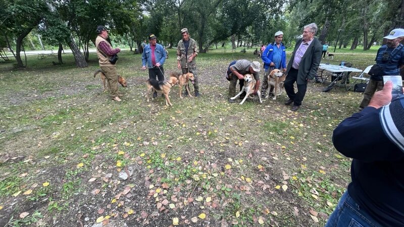     Выставка охотничьих собак в парке. altapress.ru