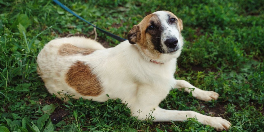 Мечтает только об одном – найти любящего родителя!