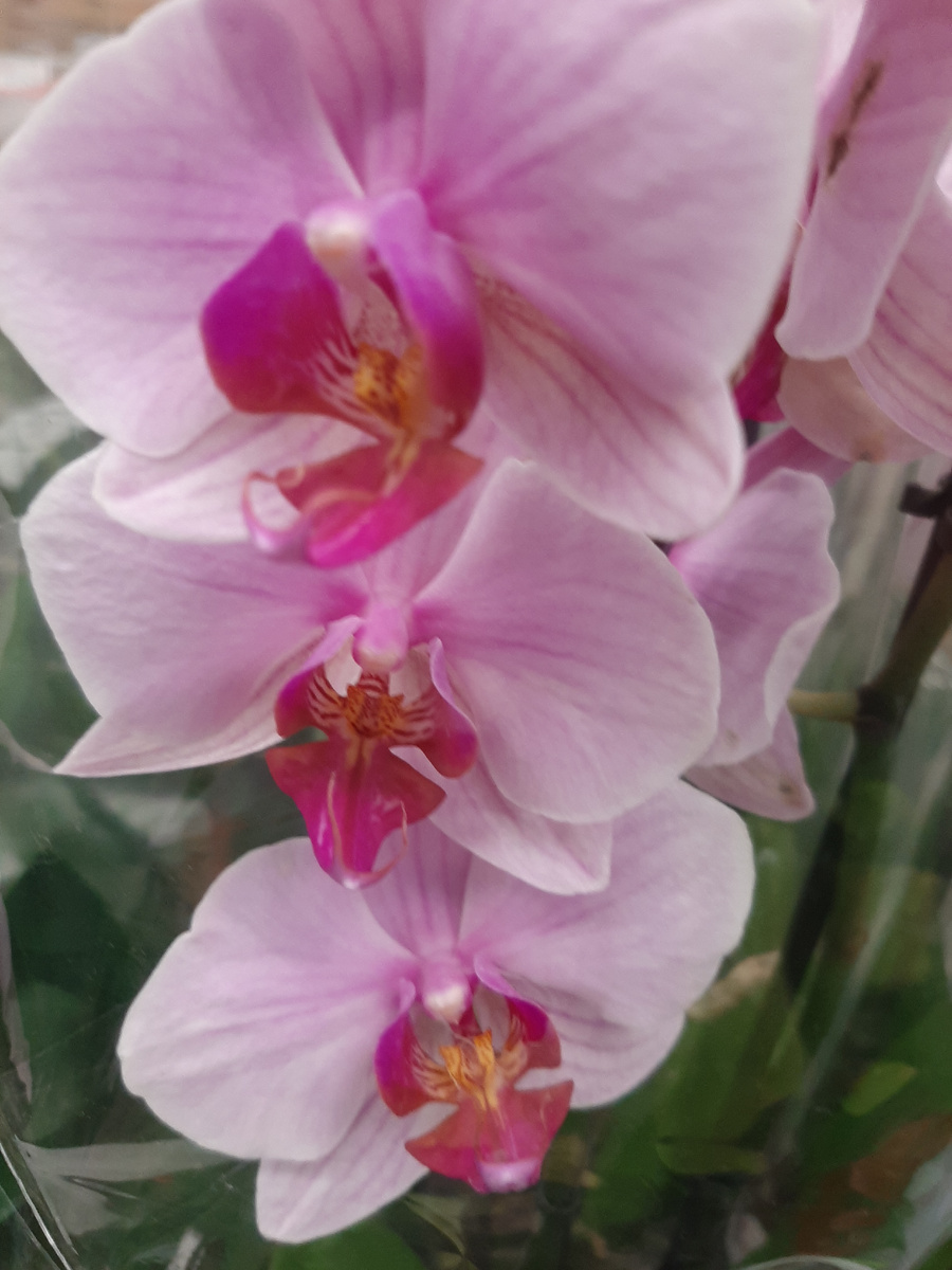 Чтобы ваши орхидеи выглядели ухоженными о них следует позаботиться. 