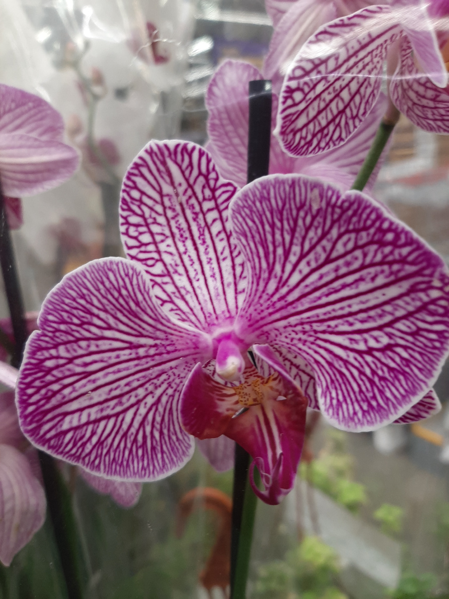 Эта орхидея в отличном состоянии. 