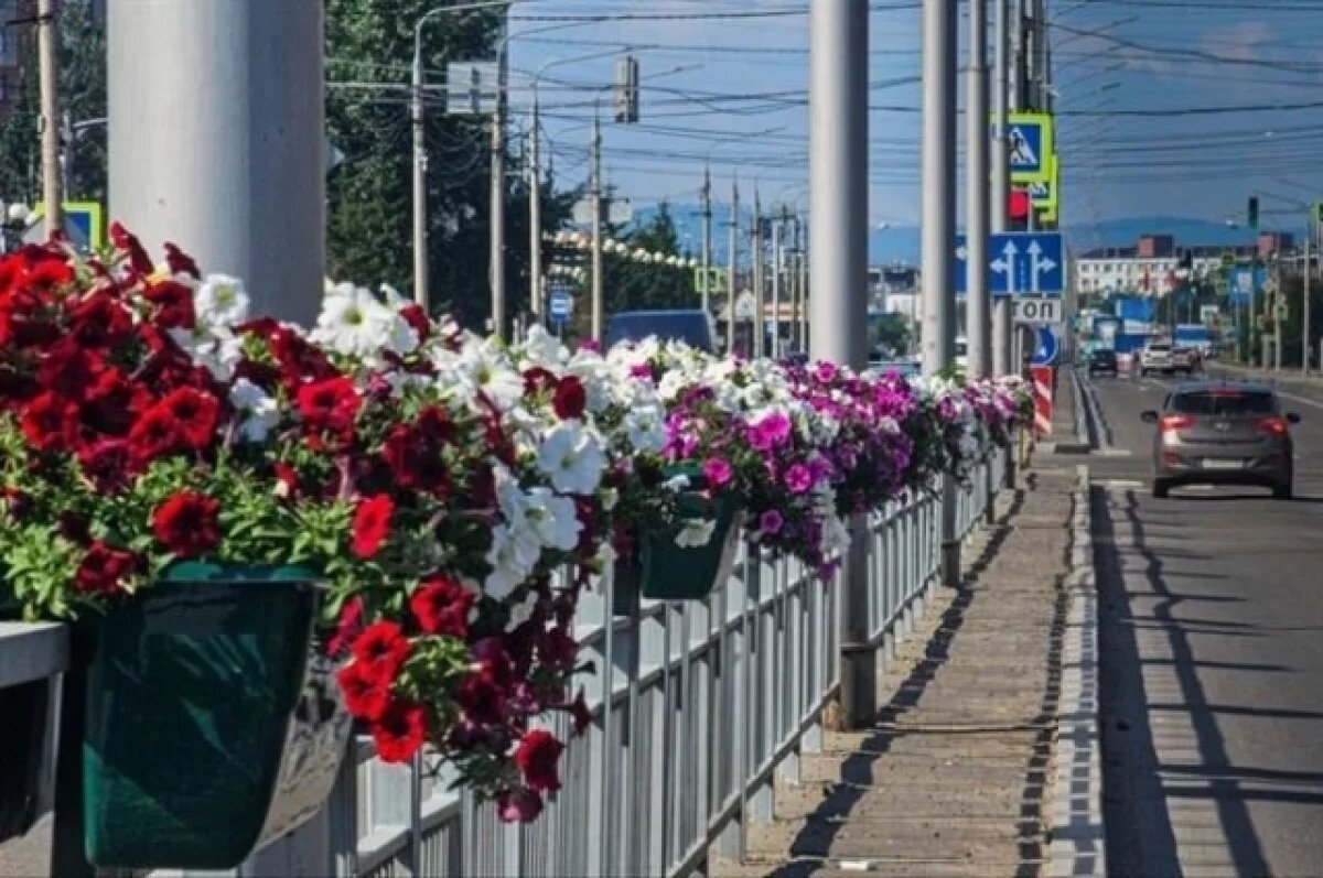    Петуньи на Предмостной площади.