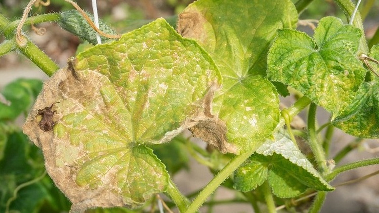 Спасите свой урожай: 5 проверенных способов избавиться от желтых листьев на огурцах – за неделю