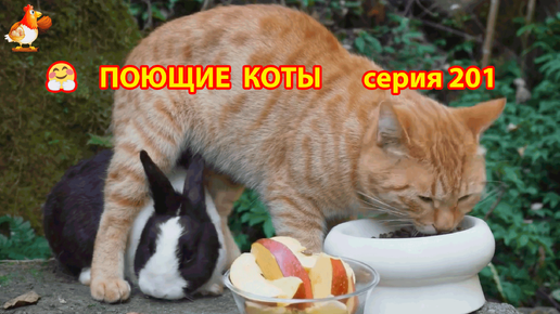 Крутые коты у птичьего двора выпуск 201 🐈🐈‍⬛😹❣️ Природа Абхазии и красивое подворье с птицами и животными 🥰