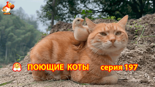 Крутые коты у птичьего двора выпуск 197 🐈🐈‍⬛😹❣️ Природа Абхазии и красивое подворье с птицами и животными 🥰